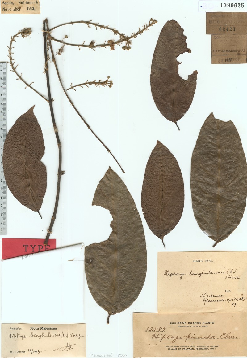 Hiptage benghalensis var. benghalensis photo 4