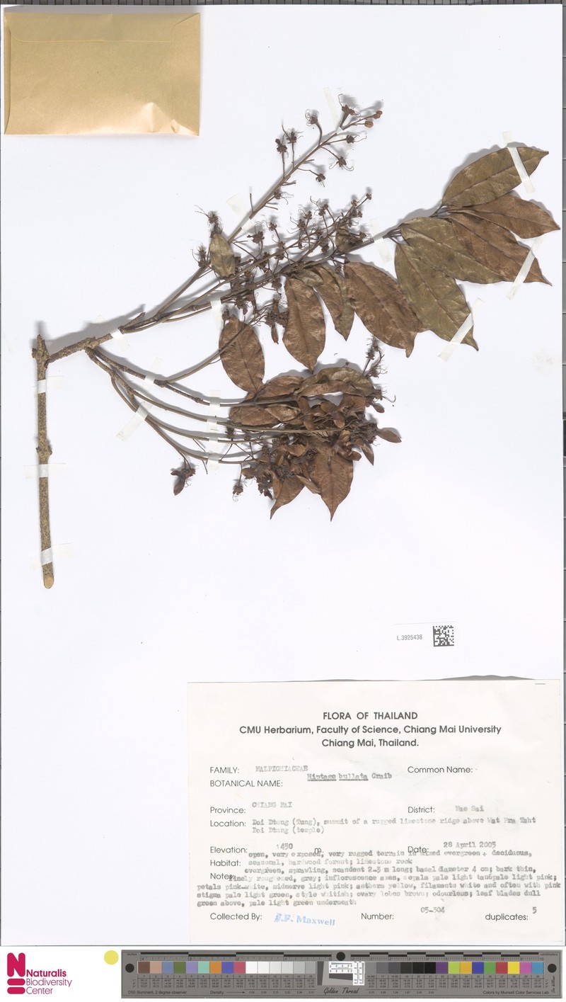 Hiptage bullata