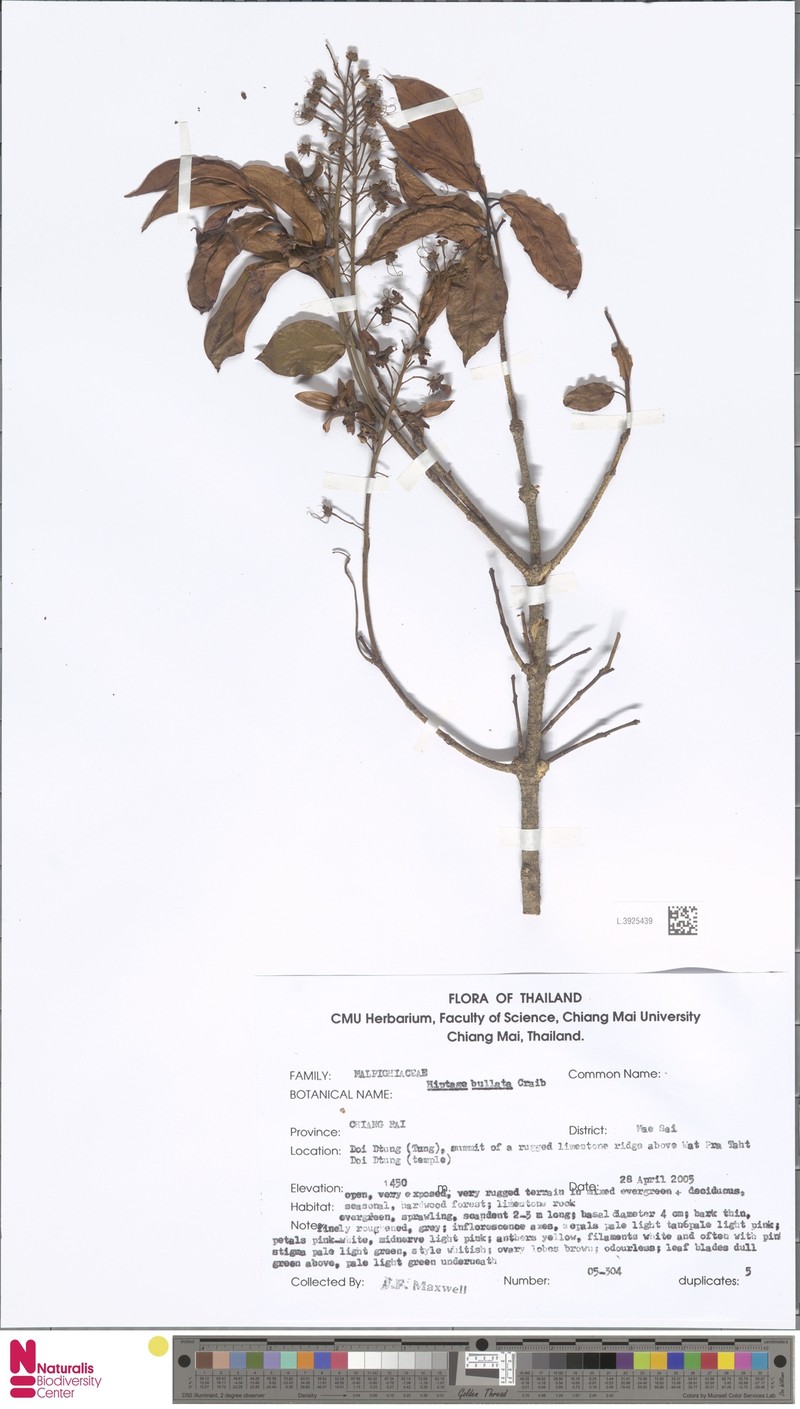 Hiptage bullata photo 2
