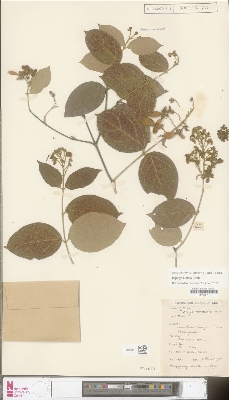 Hiptage bullata photo 4