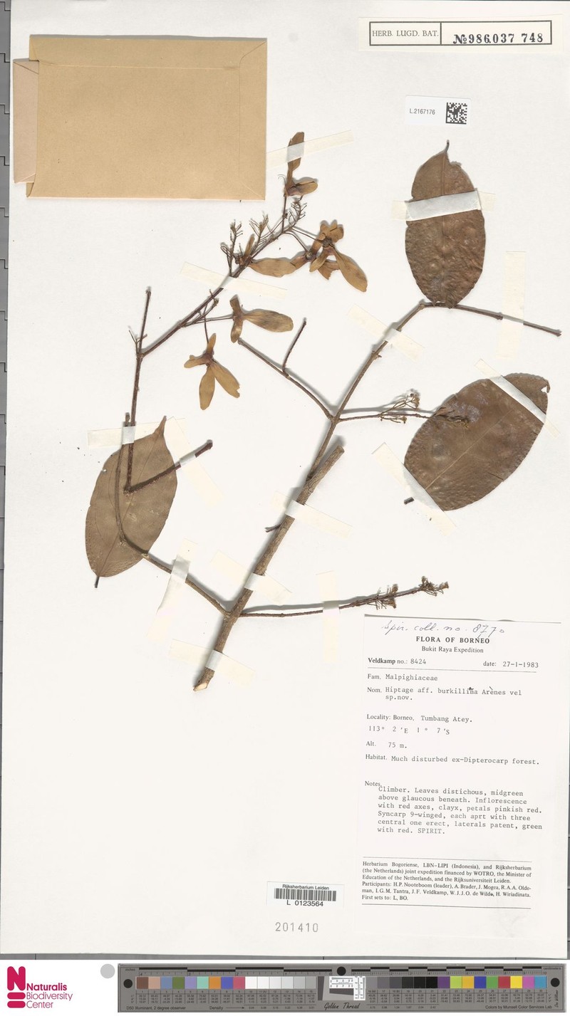 Hiptage burkilliana photo 2