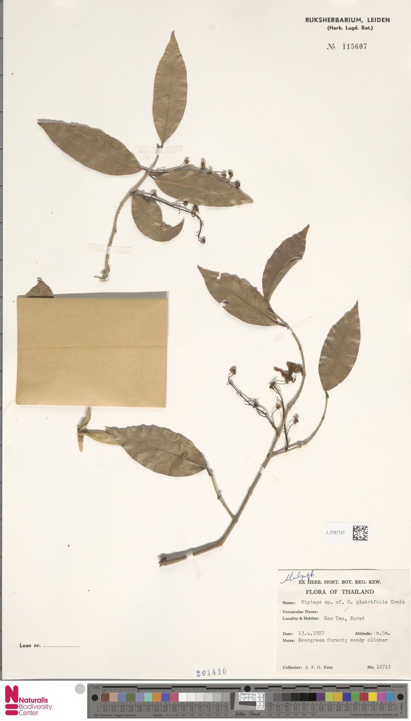 Hiptage glabrifolia