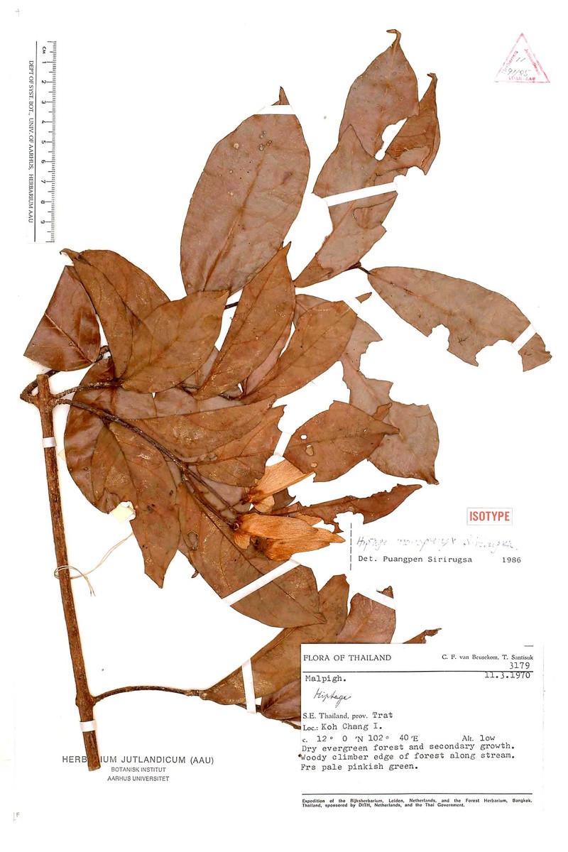 Hiptage monopteryx