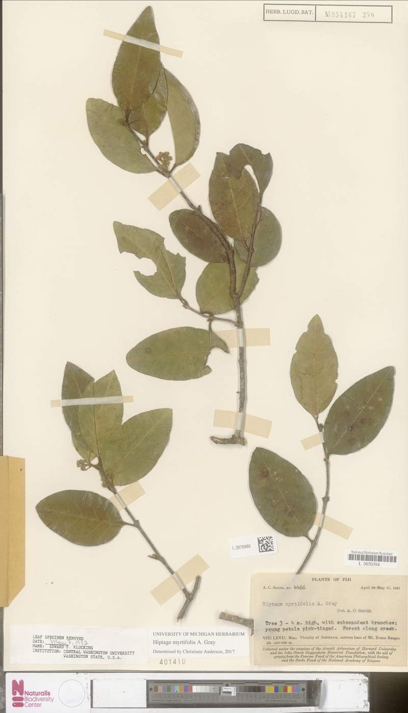 Hiptage myrtifolia photo 2