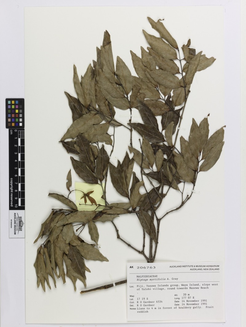 Hiptage myrtifolia