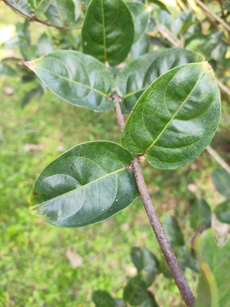 Hiptage pauciflora