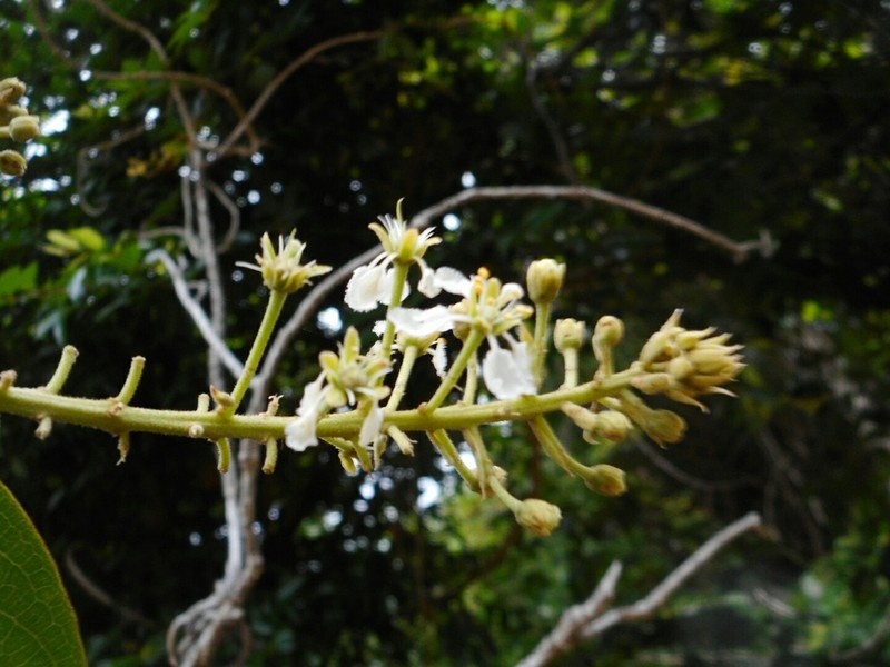 Hiptage stellulifera