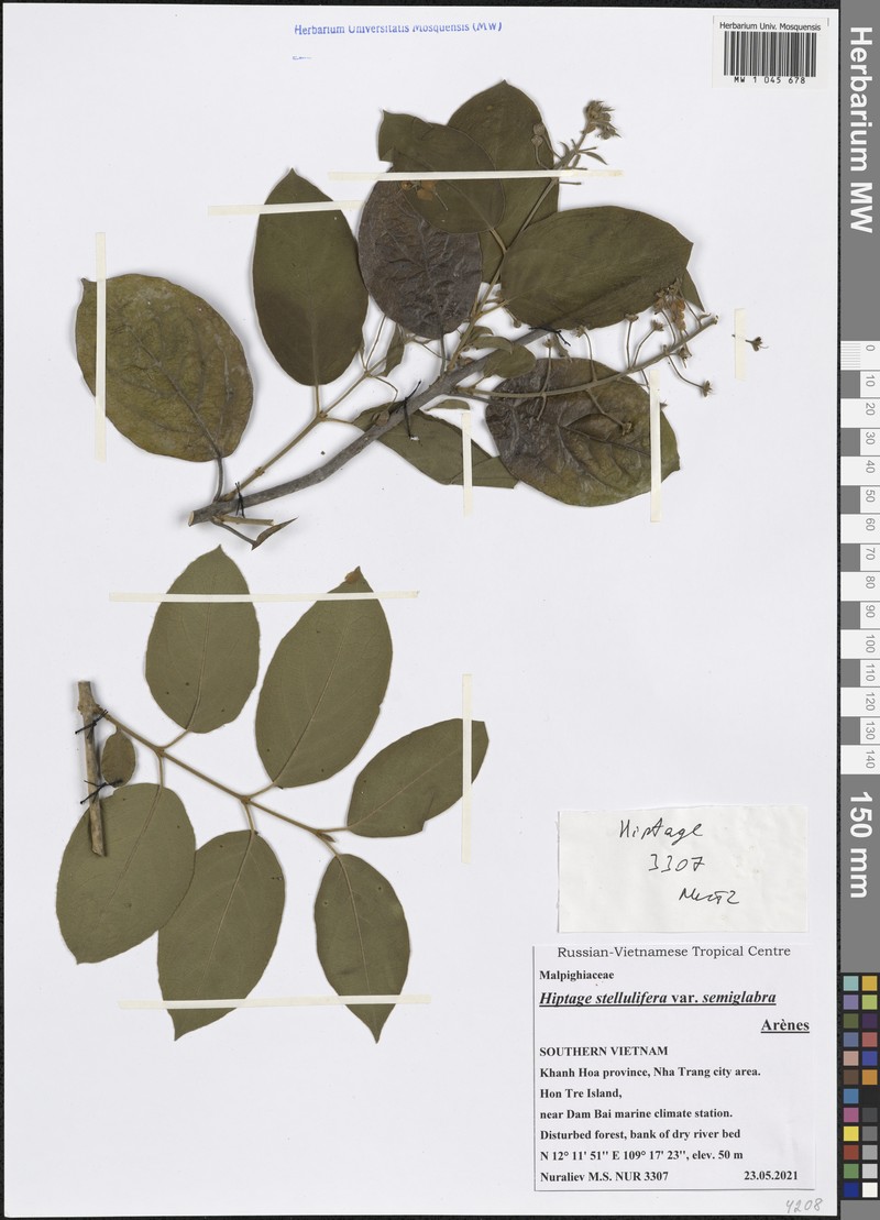 Hiptage stellulifera var. semiglabra