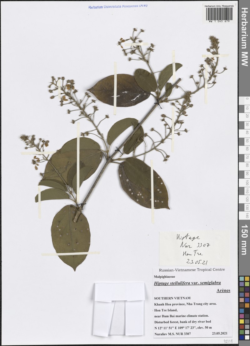 Hiptage stellulifera var. semiglabra photo 2
