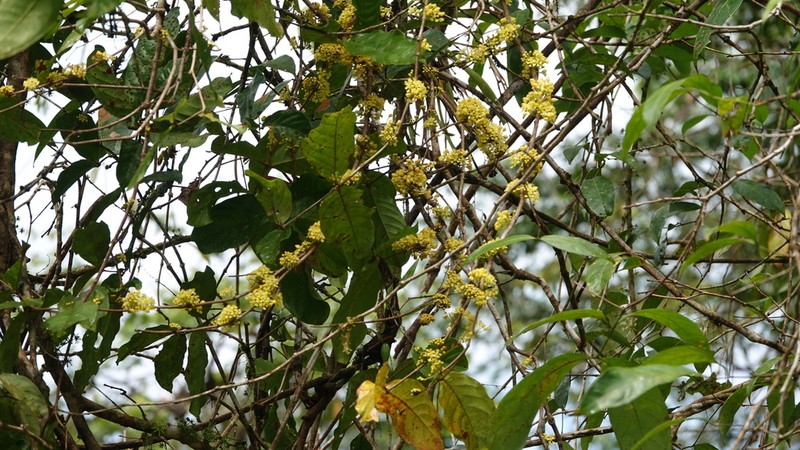 Hiraea affinis photo 2