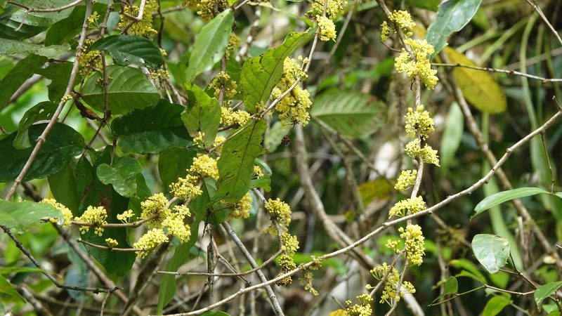 Hiraea affinis photo 3
