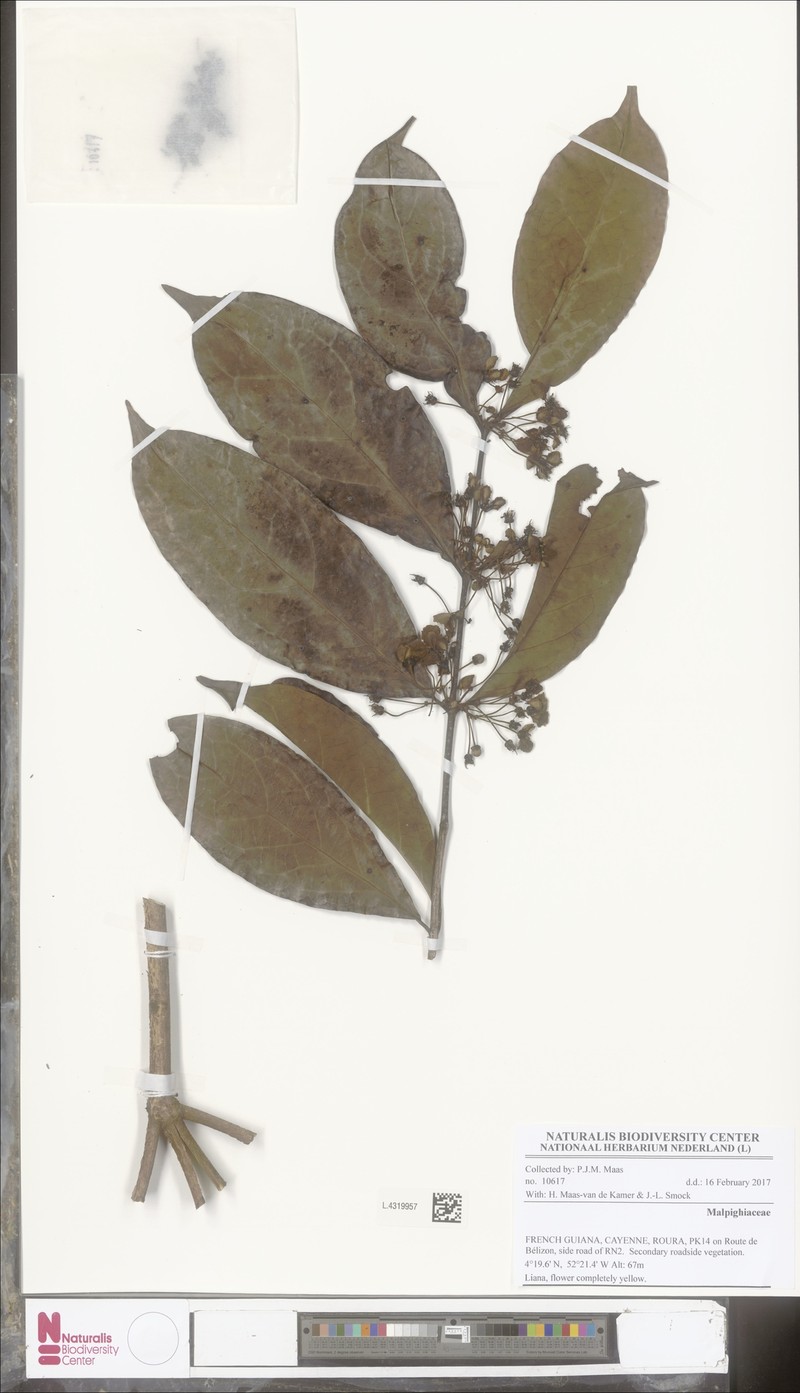 Hiraea affinis photo 5