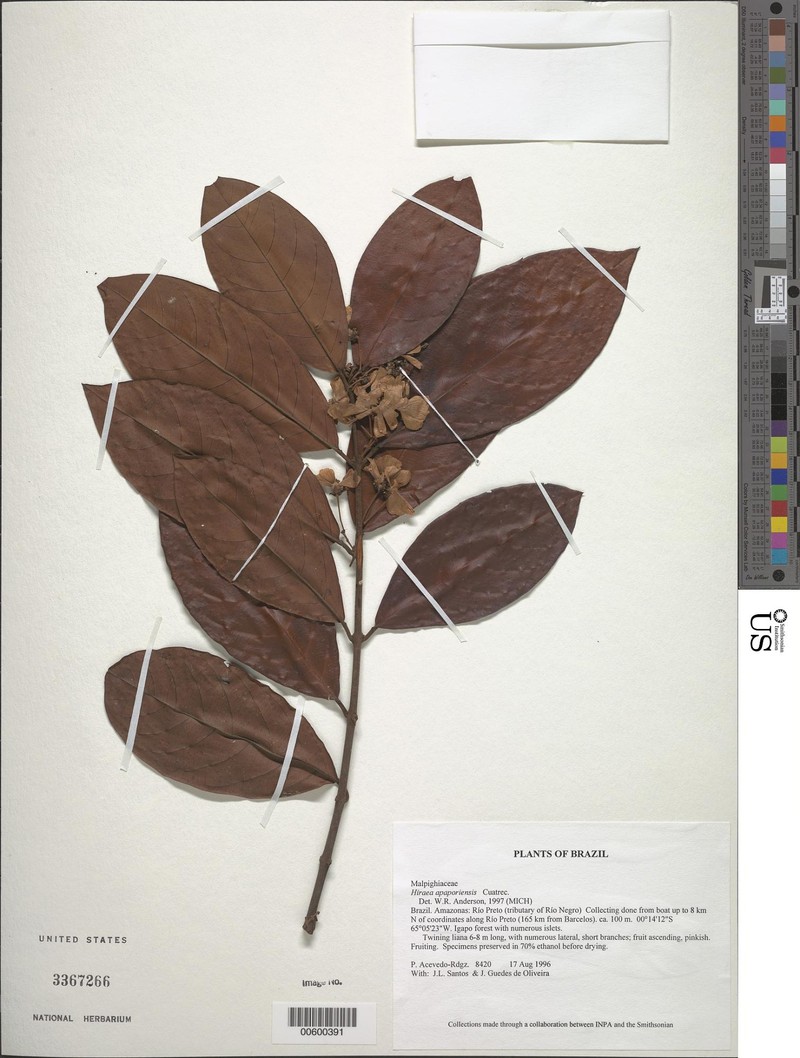 Hiraea apaporiensis