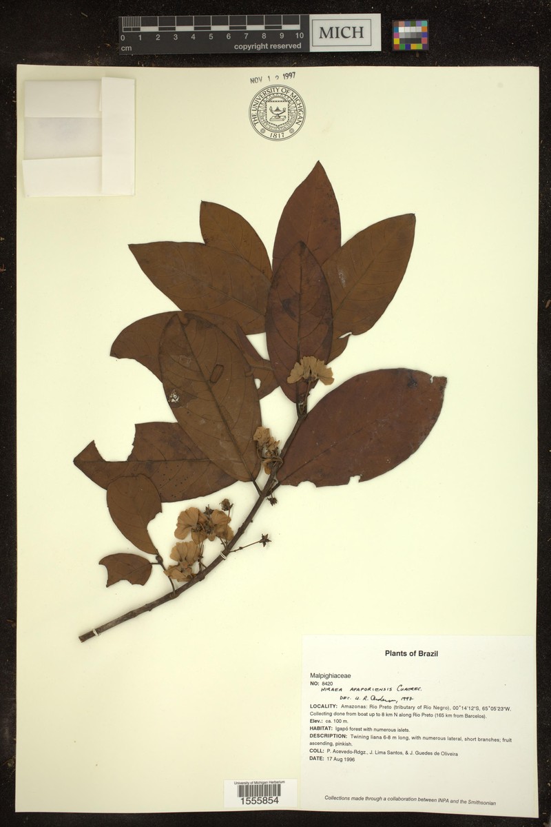 Hiraea apaporiensis photo 2