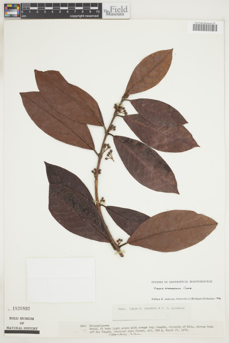 Hiraea apaporiensis photo 3