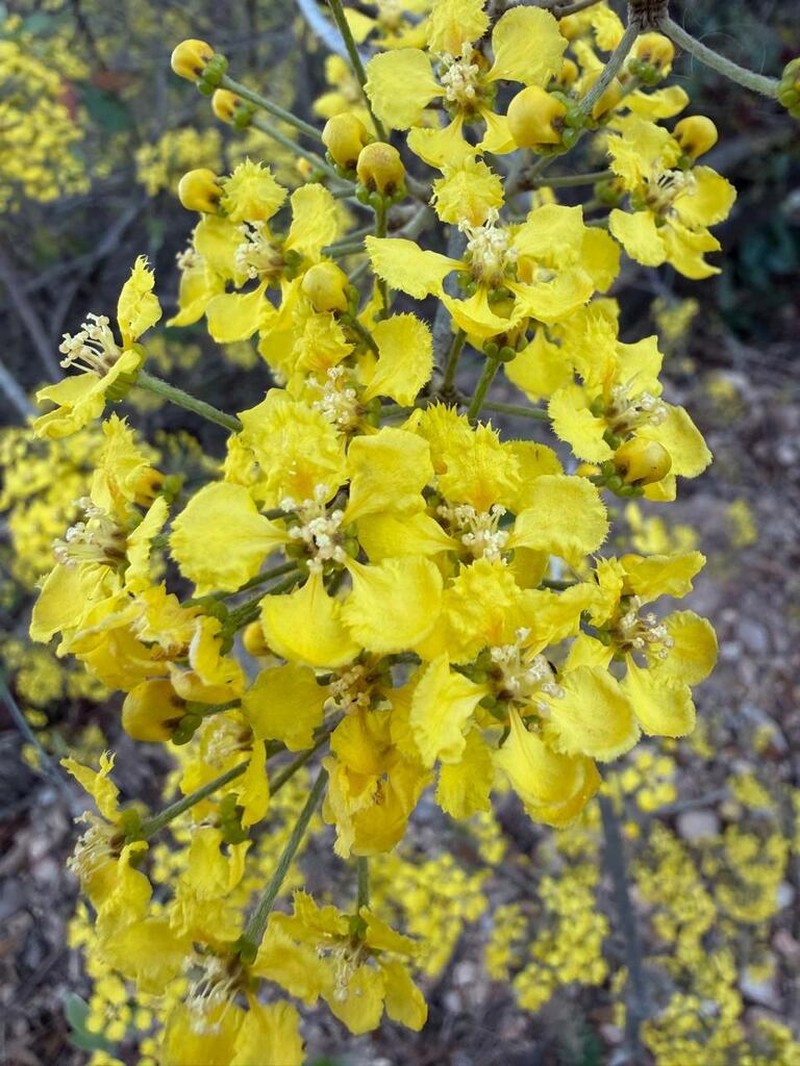 Hiraea barclayana