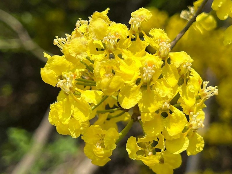 Hiraea barclayana photo 3