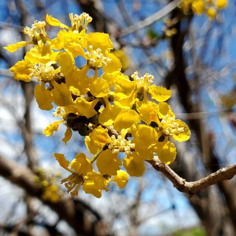 Hiraea barclayana photo 4