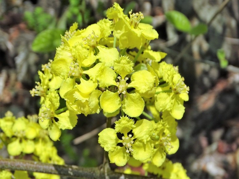 Hiraea barclayana photo 5