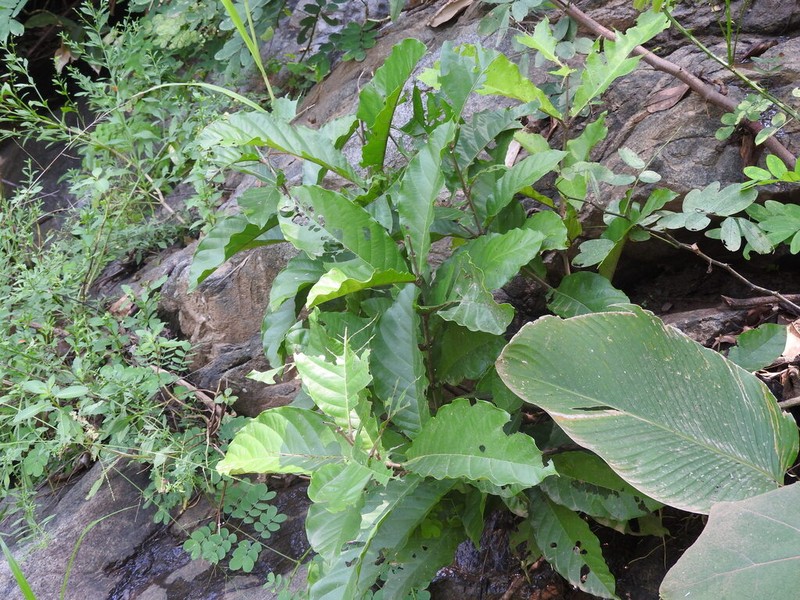 Hiraea barclayana photo 6