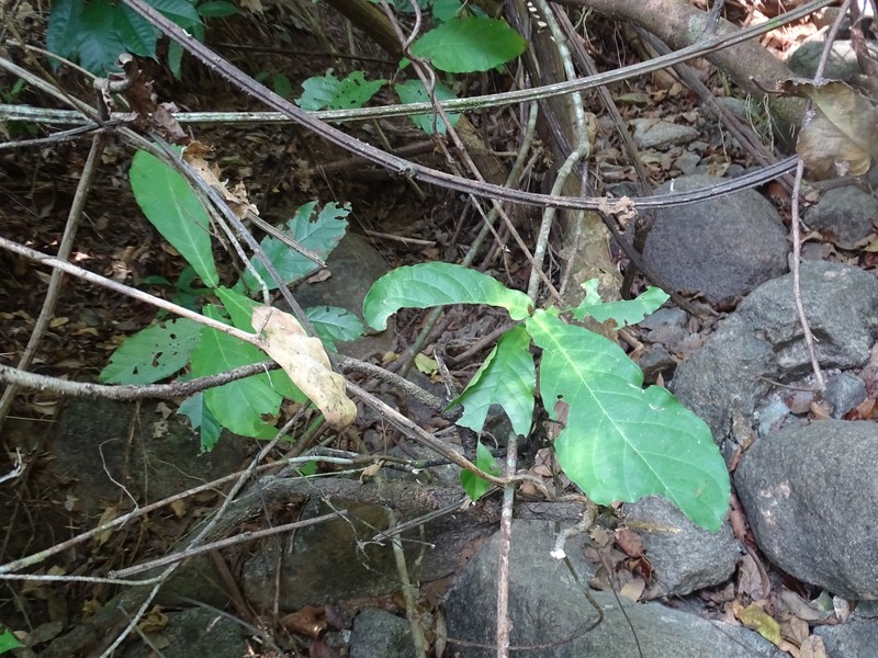Hiraea barclayana photo 7