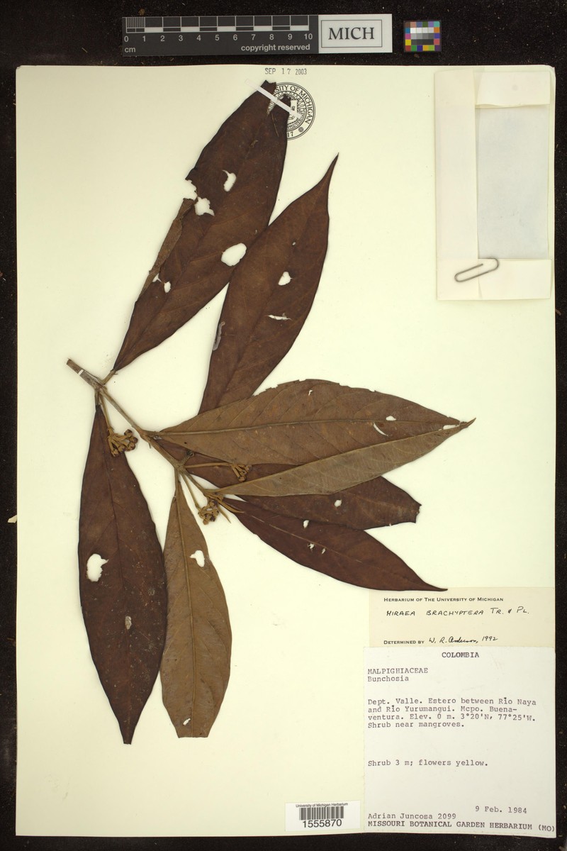 Hiraea brachyptera