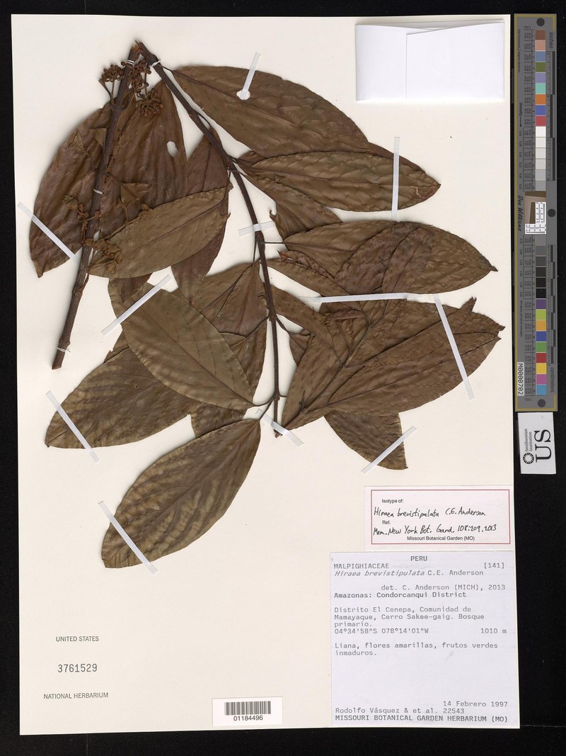Hiraea brevistipulata