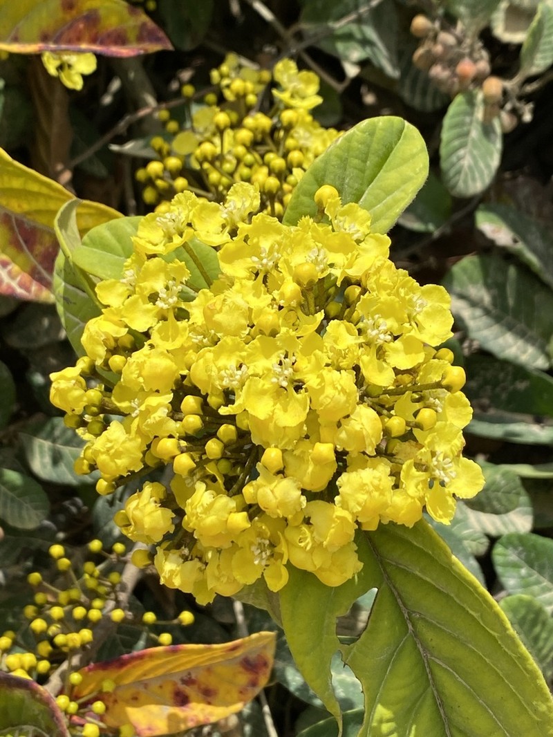 Hiraea bullata photo 2