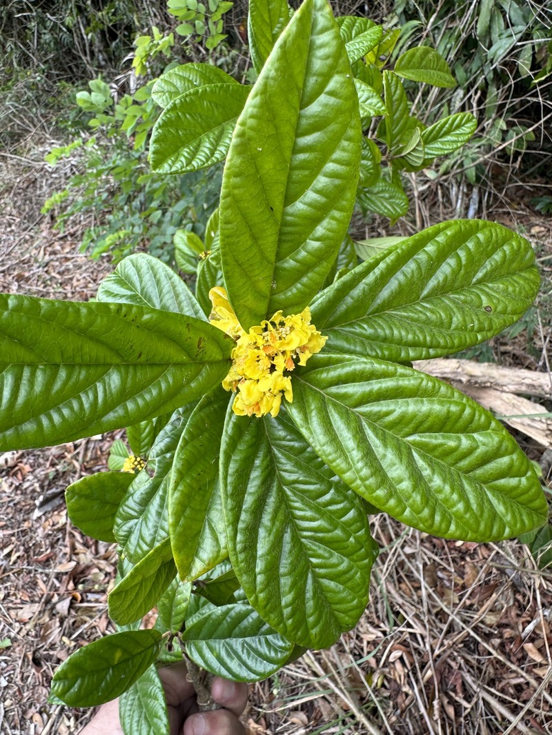 Hiraea bullata photo 4