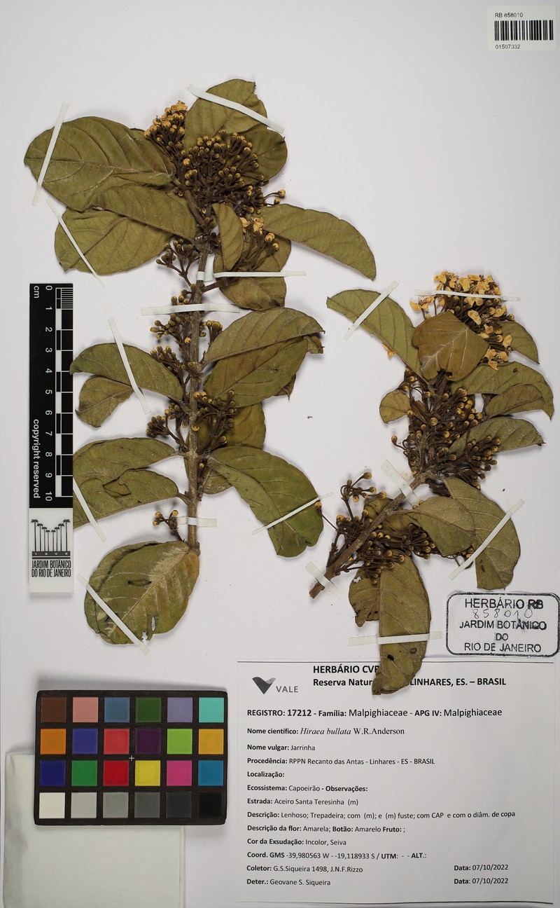 Hiraea bullata photo 6