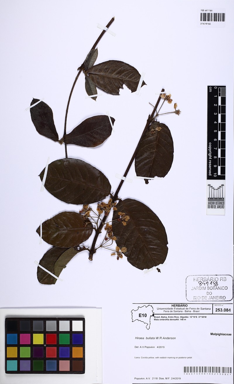 Hiraea bullata photo 7