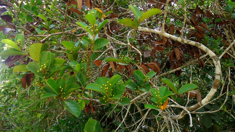 Hiraea bullata