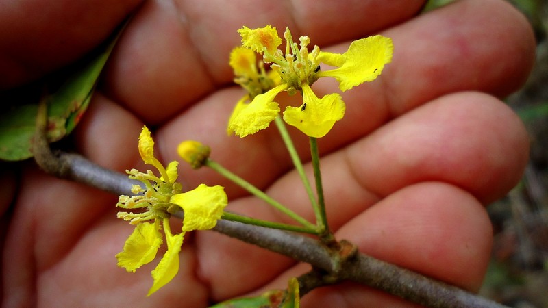 Hiraea bullata photo 8