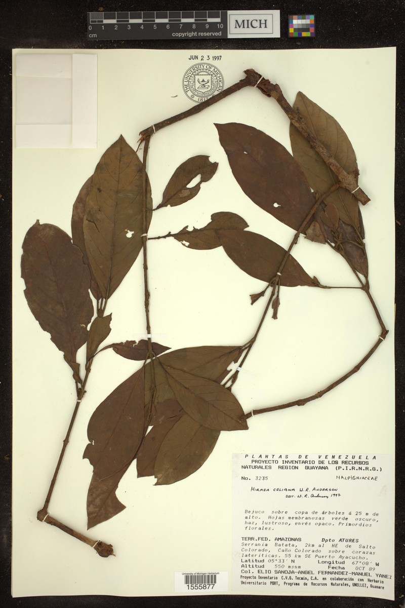 Hiraea celiana