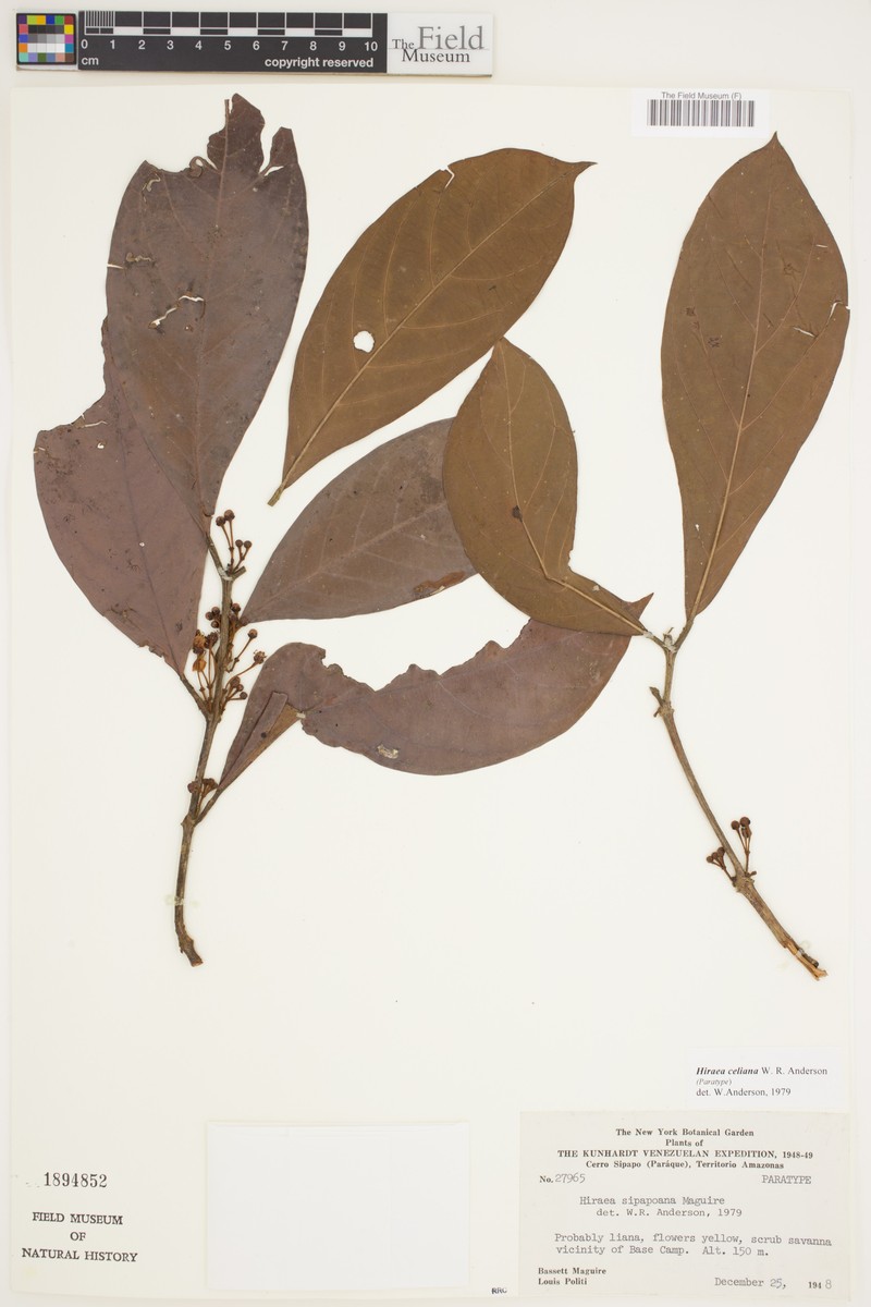 Hiraea celiana photo 3