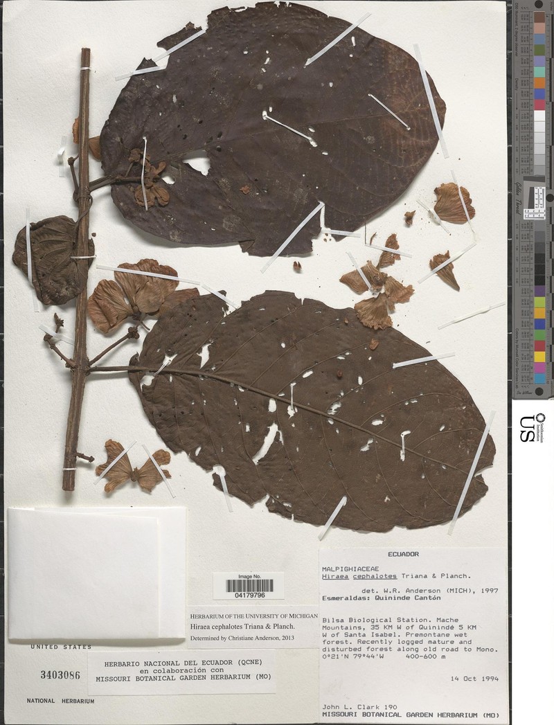 Hiraea cephalotes