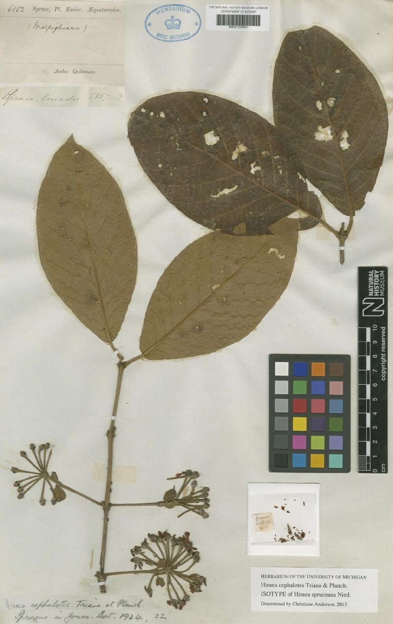 Hiraea cephalotes photo 2