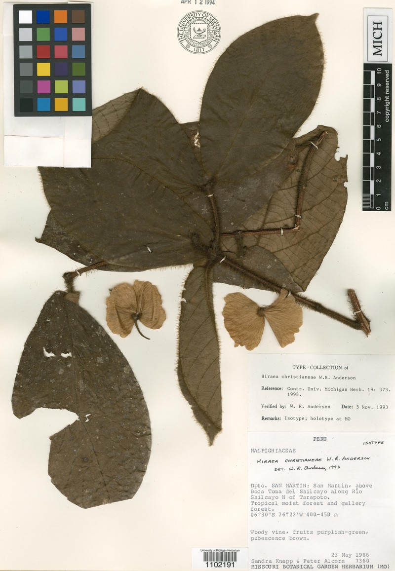Hiraea christianeae