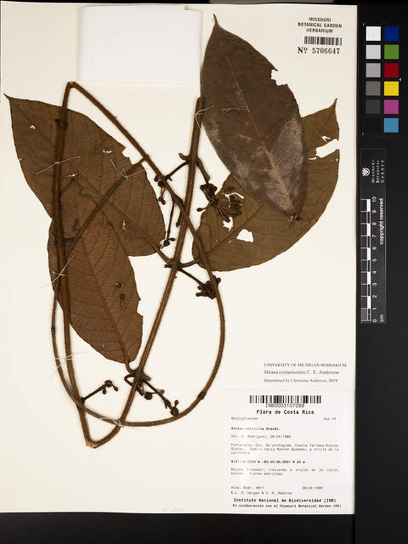 Hiraea costaricensis