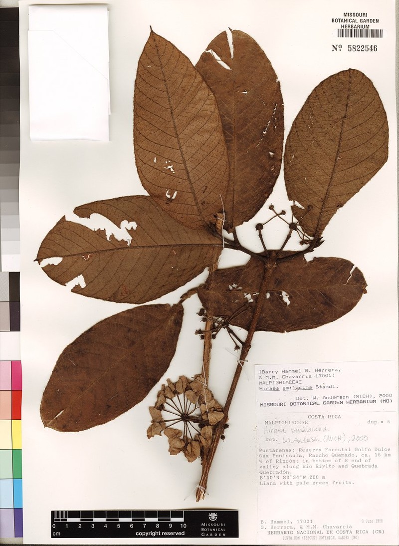 Hiraea costaricensis photo 2
