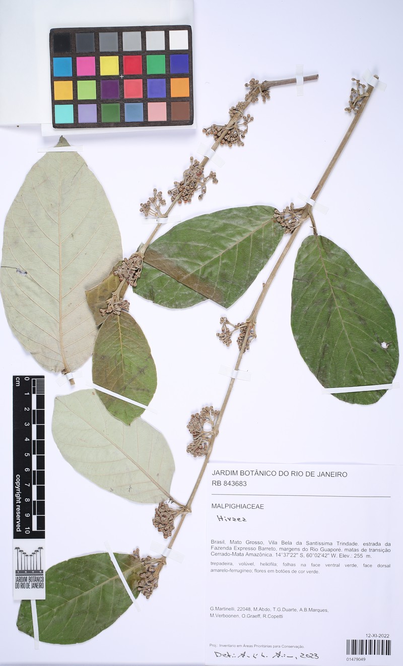 Hiraea cuiabensis