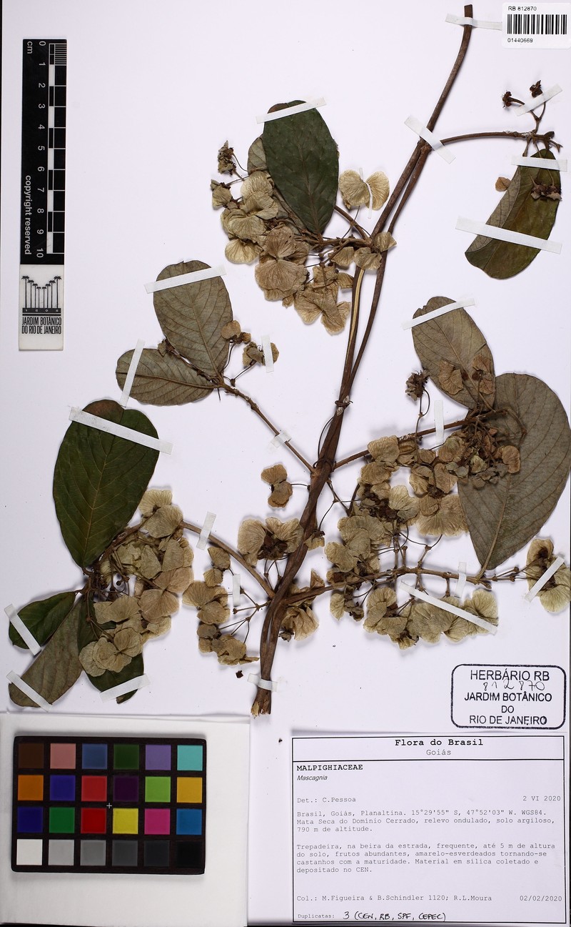 Hiraea cuiabensis photo 2