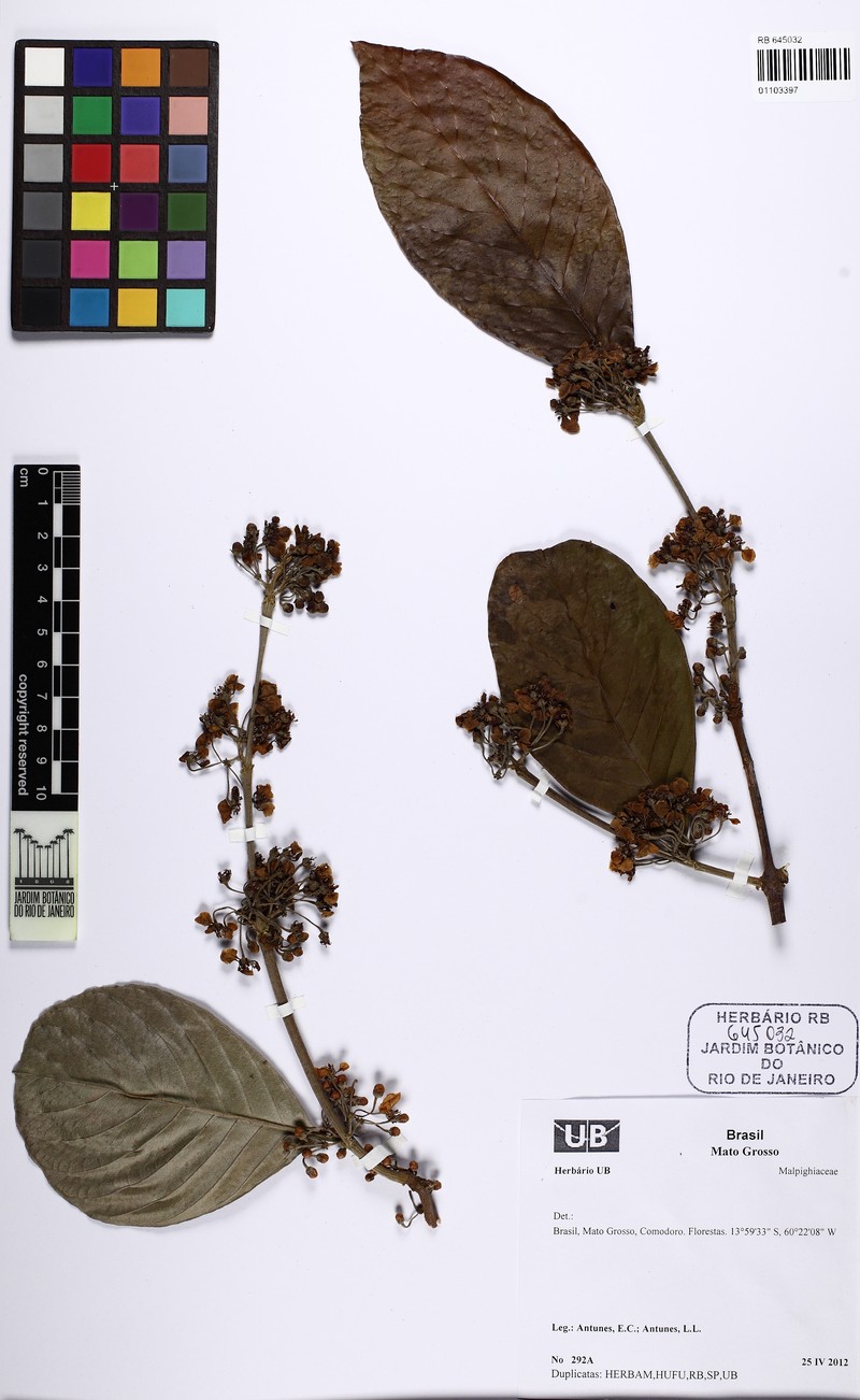 Hiraea cuiabensis photo 3
