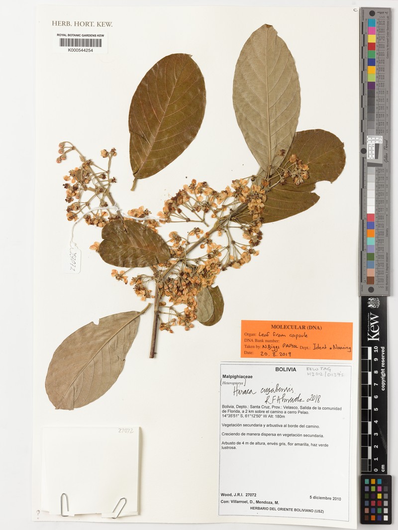 Hiraea cuiabensis photo 4