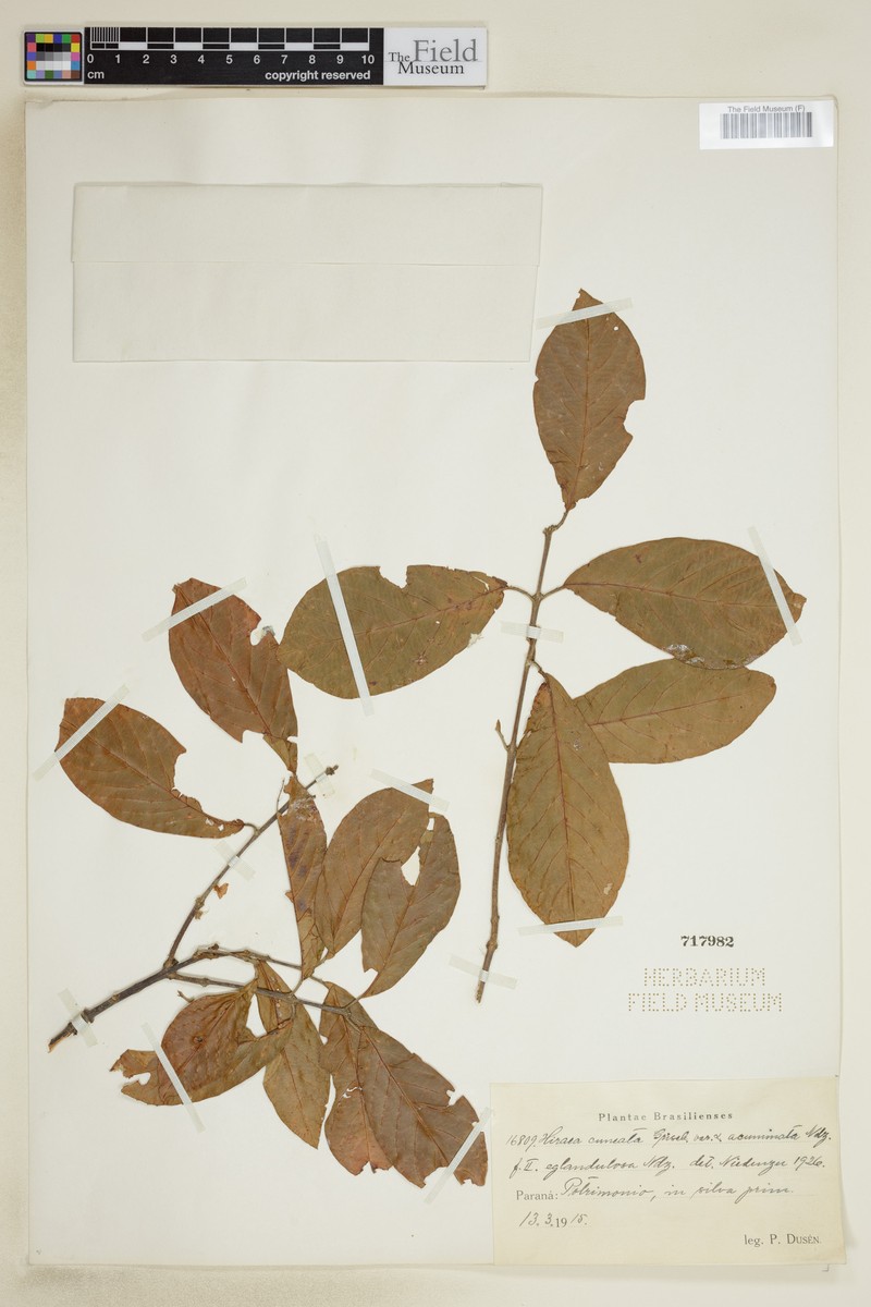 Hiraea cuneata