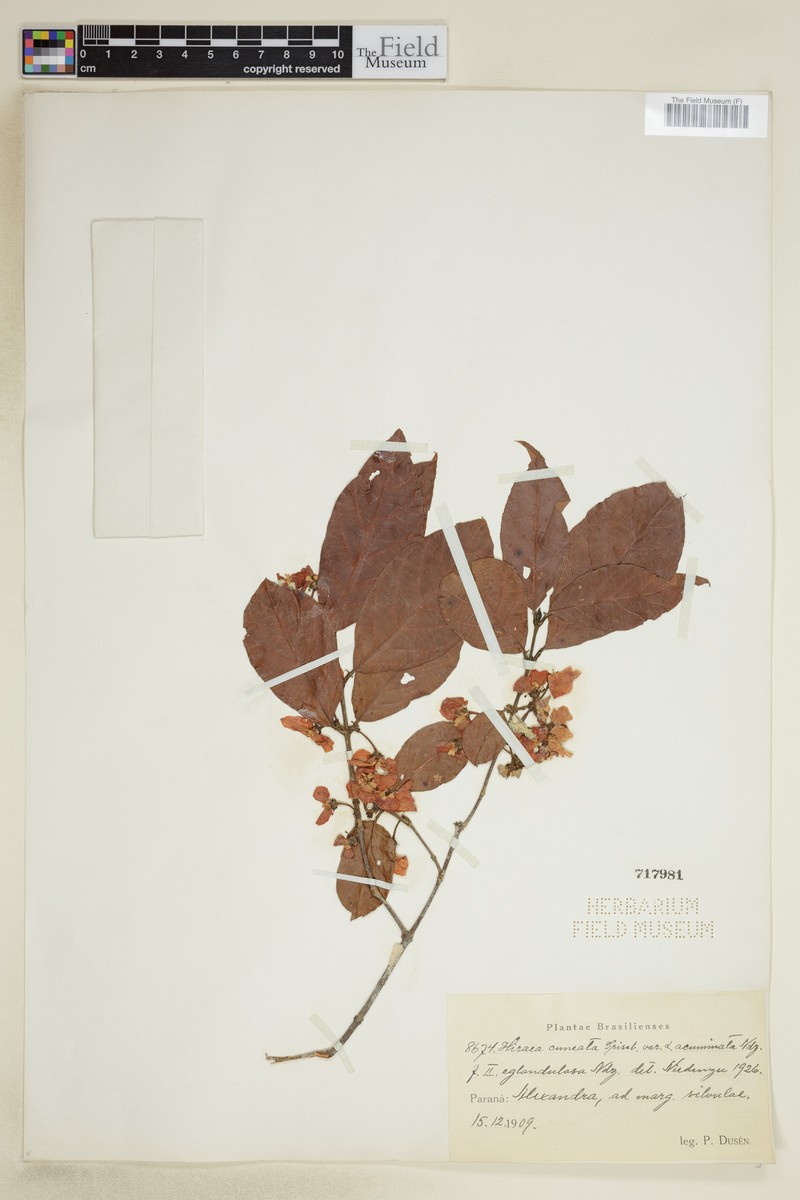 Hiraea cuneata photo 2