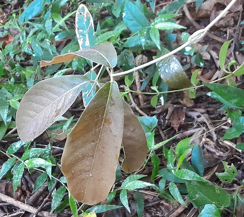 Hiraea fagifolia