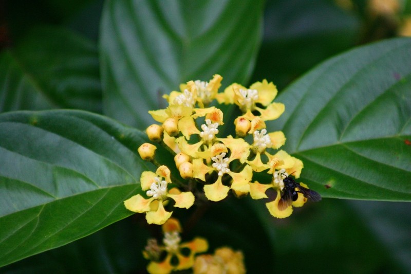 Hiraea fagifolia photo 2