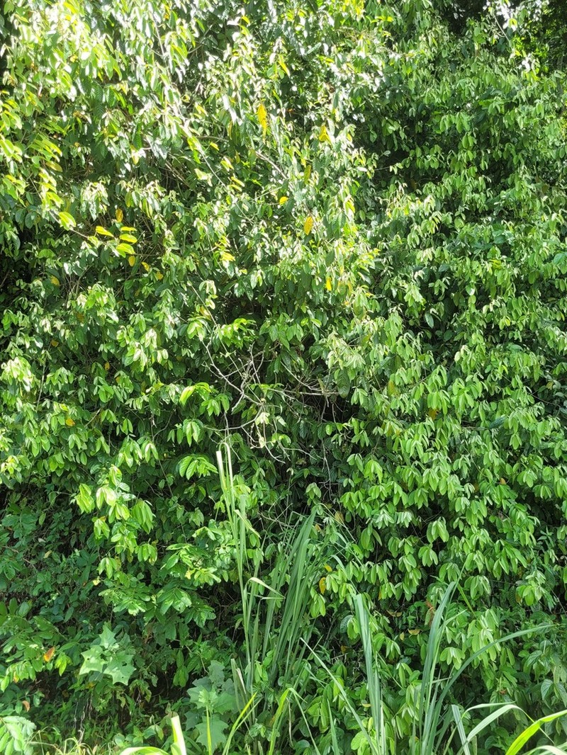 Hiraea fagifolia photo 3