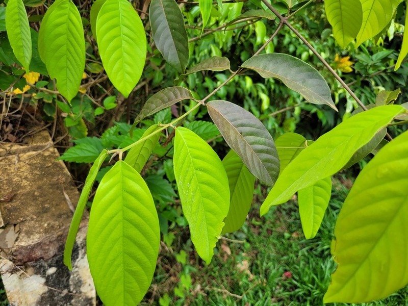 Hiraea fagifolia photo 4